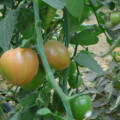 Aplicación de Novaplant Alganova en Tomate de mesa Solanum lycopersicum